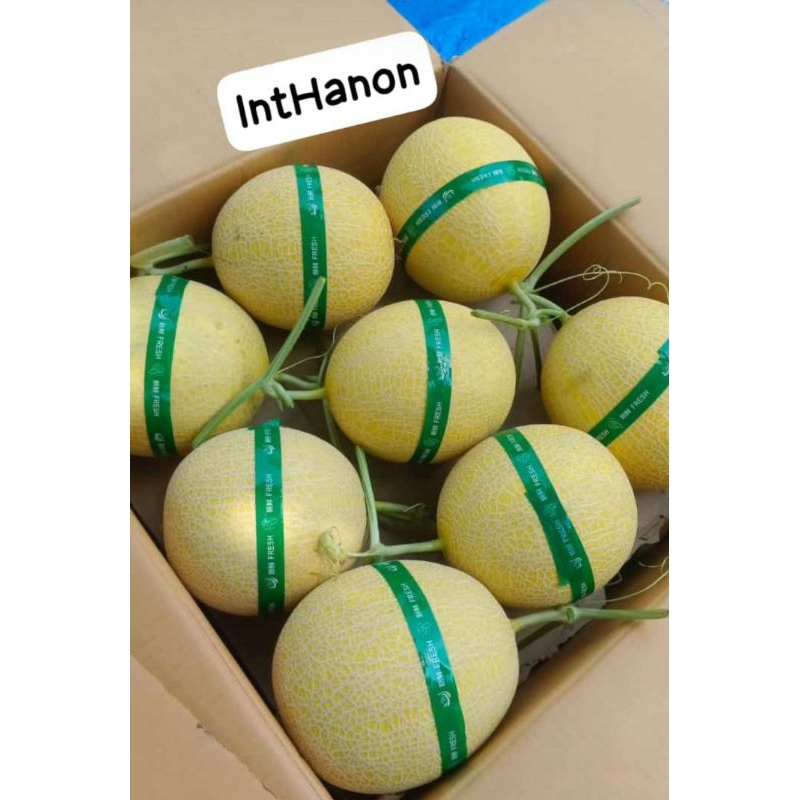 Melon Intanon | Melon Sweet Hidroponik | Melon hidroponik per kilo