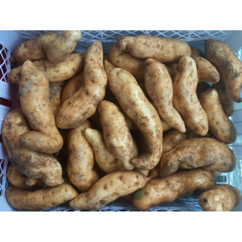 

Ubi Madu (250gr)