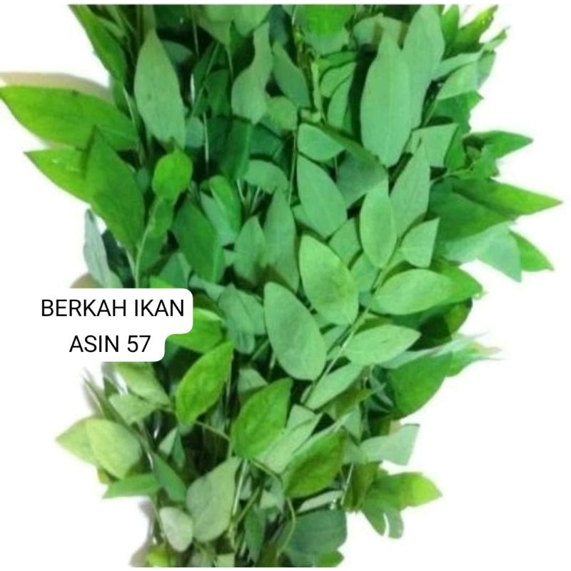 

OBRAL MURAH!!!100g HERBAL ALAMI DAUN KATUK FRES BARU DI PETIK