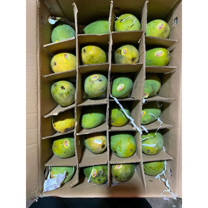 Mangga Alpukat ( 1 dus )