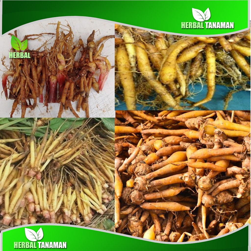 

Akar Temu Kunci1 00 gram obat herbal alami tradisional