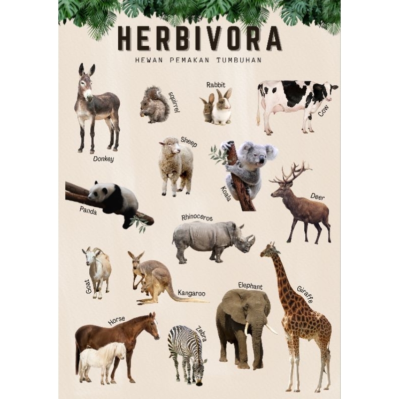 

POSTER hewan berkaki lima
