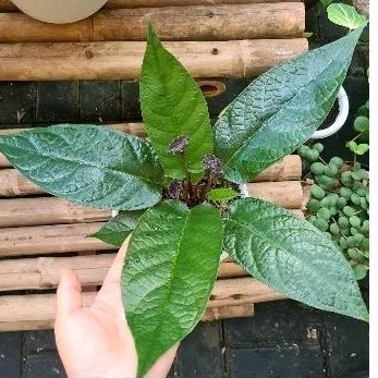 Dorstenia elata / tanaman tusuk konde