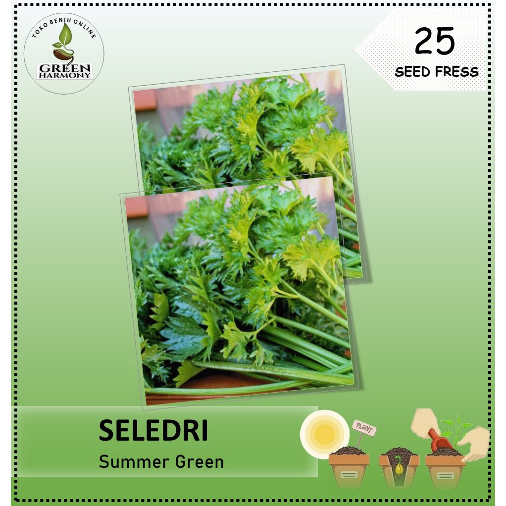 25 Biji - Benih Seledri SUMMER GREEN dataran rendah, tahan panas