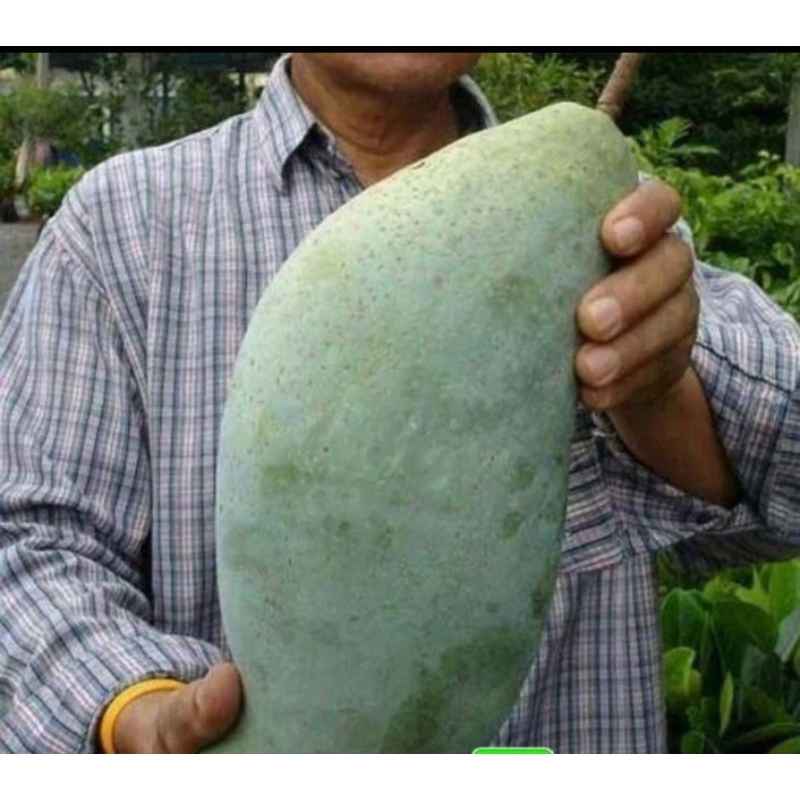 Bibit mangga KIOJAY THAILAND super JUMBO