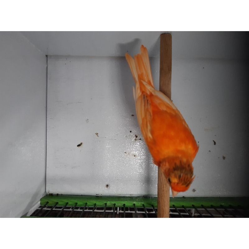 burung kenari merlok (merah lokal)