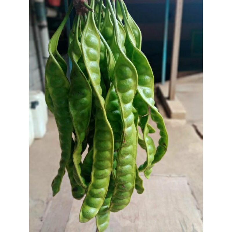 

pete murah fresh ukuran sedang 10 papan
