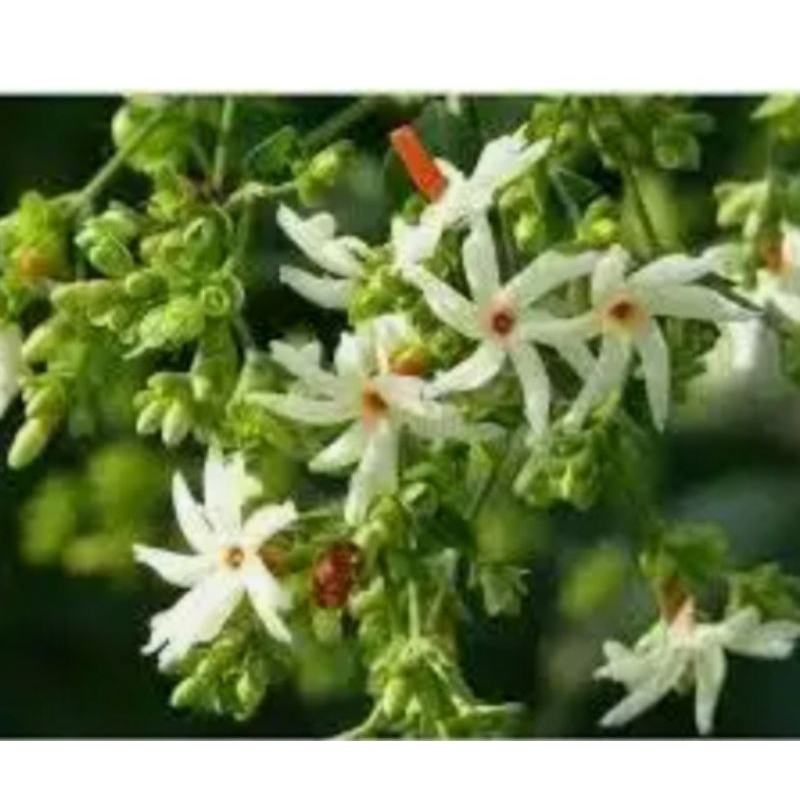 Bunga Sri Gading,melati Sri gading