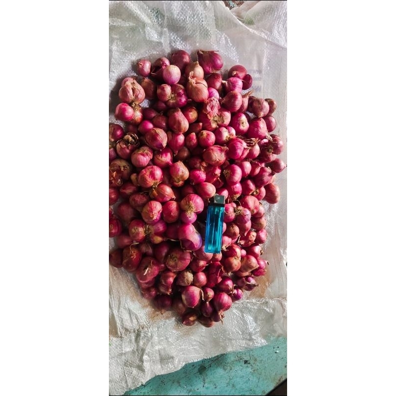 

Bawang Merah Asli Probolinggo