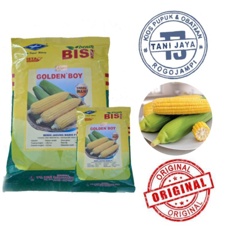 BENIH JAGUNG MANIS GOLDEN BOY