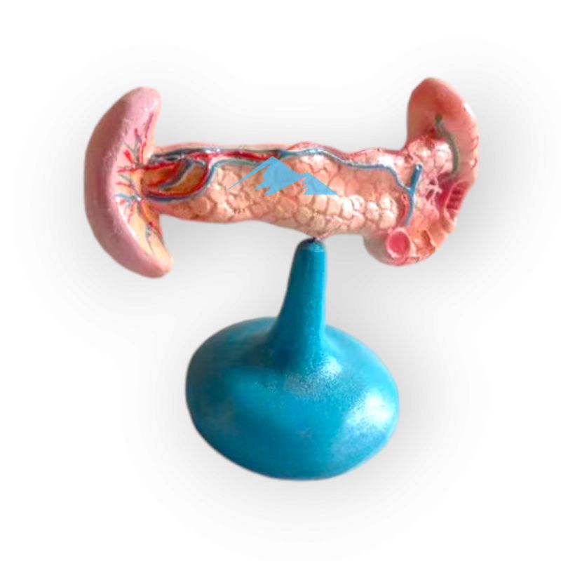 

Alat Peraga Pendidikan Anatomi Torso Model Pangkreas