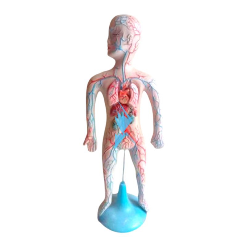 

Alat Peraga Pendidikan Anatomi Torso Model Peredaran Darah