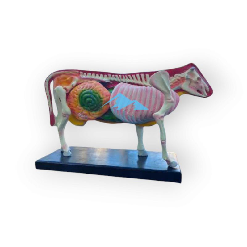 

Alat Peraga Pendidikan Anatomi Torso Model Sapi