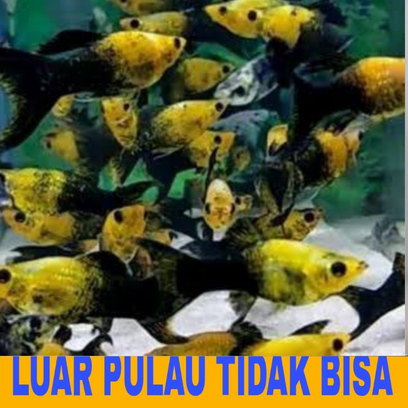 MOLLY GOLDEN BLACK CAWANG isi 15 bergaransi