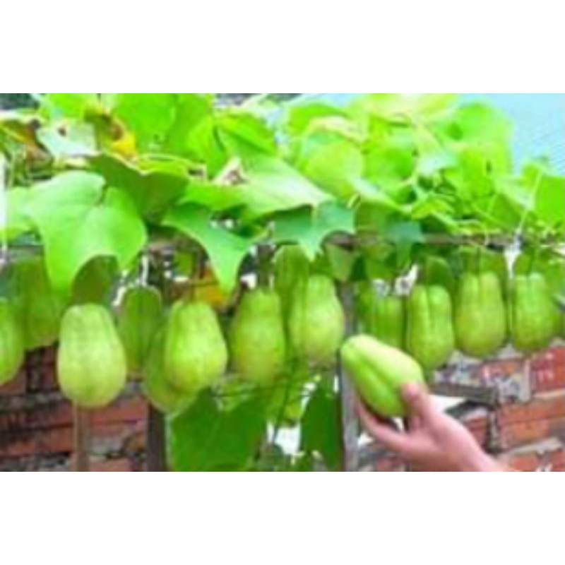 

labu Siam kecil untuk lalaban isi 5 buah labu siam