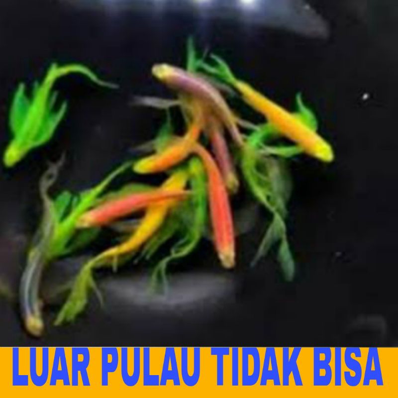 ikan hias danio slayer mix isi 10