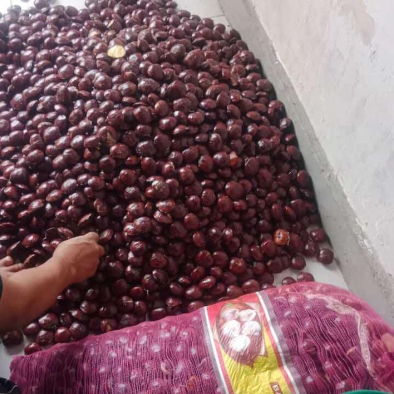 

jengkol tua sudah sortir 1kg