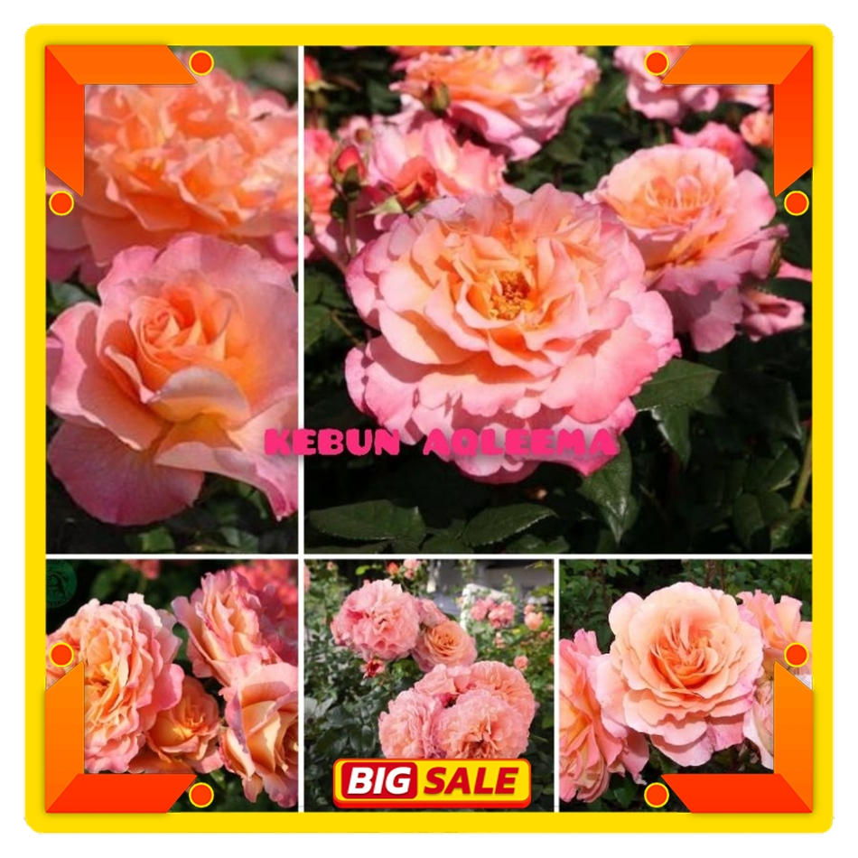 Mawar Import Augusta Luise - Mawar Rambat Wangi