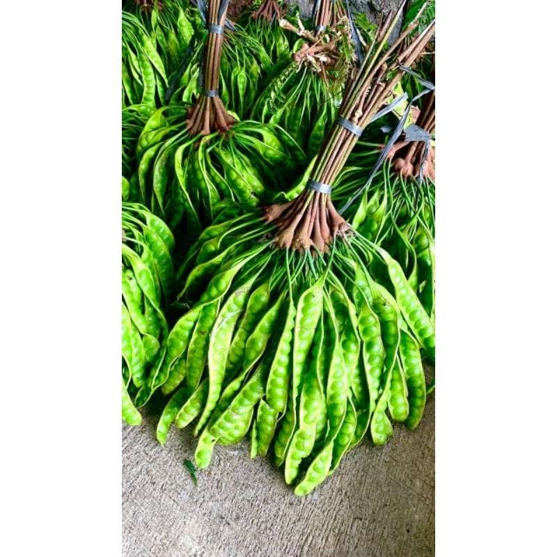 

PETE PETAI SEDANG TERMURAH 15 PAPAN