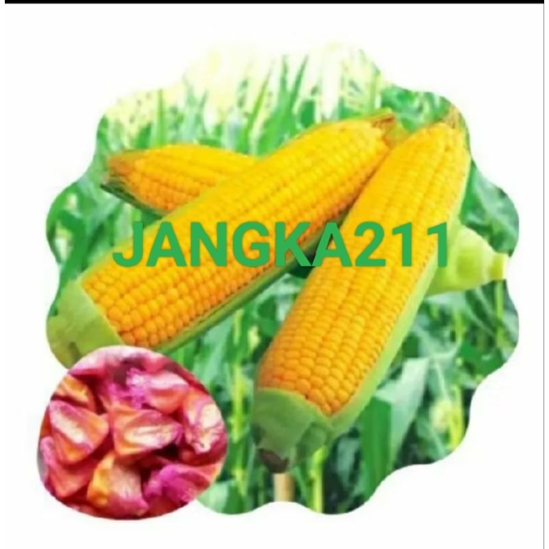 

PROMO MURAH 500 GRAM JAGUNG MANIS MADU DAGING KENYAL