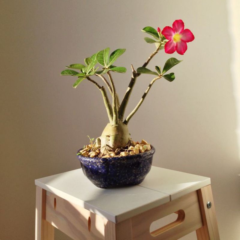 Tanaman hias adenium Kamboja jepang/bibit bonsai adenium Kamboja jepang