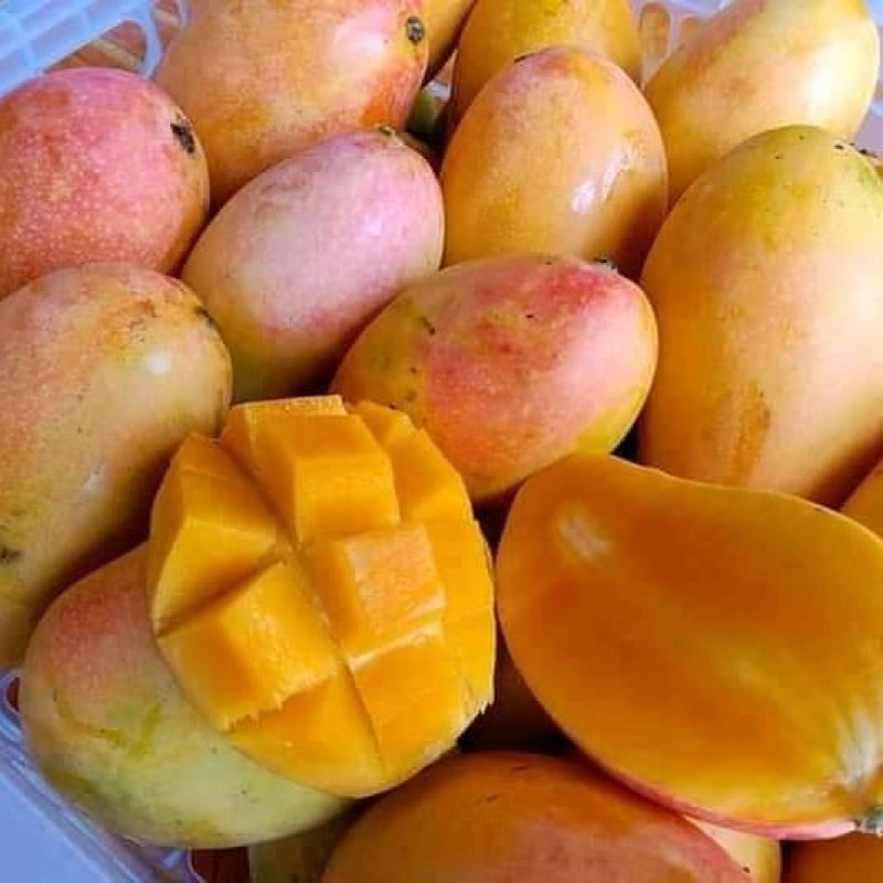

Mangga Podang Masak Pohon Berat 1 Kg