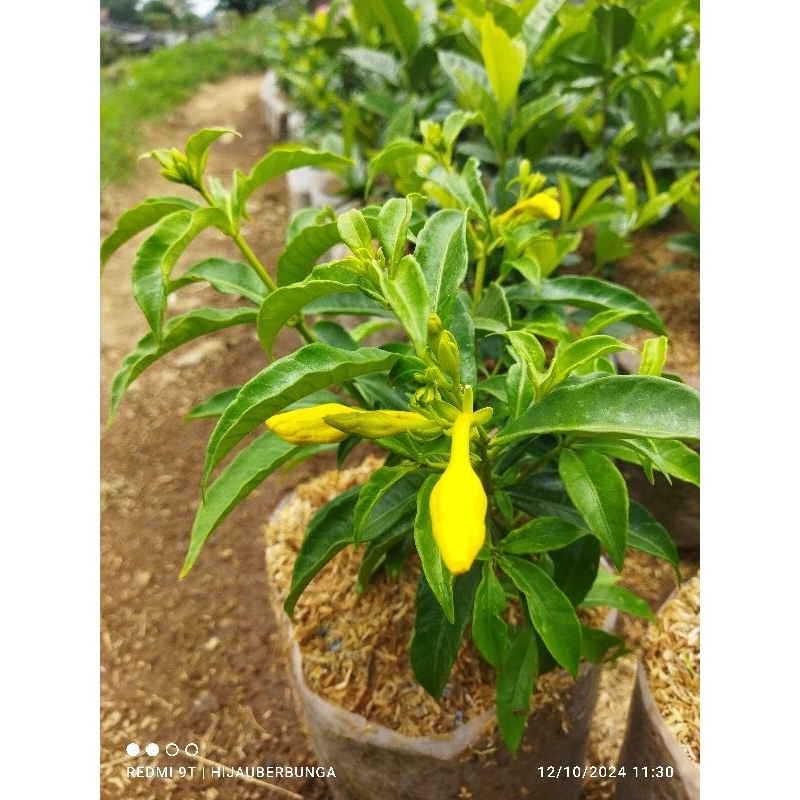 bunga alamanda kuning