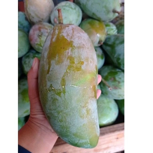 

Mangga kiojay mengkal