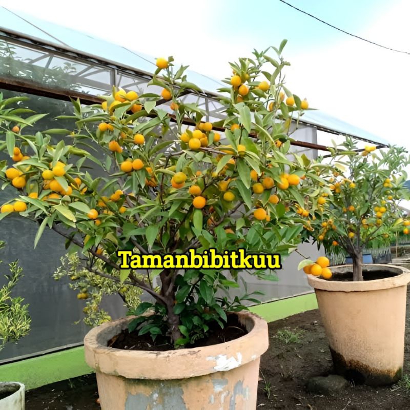 Bibit Jeruk Kimkit Madu Kondisi Berbuah