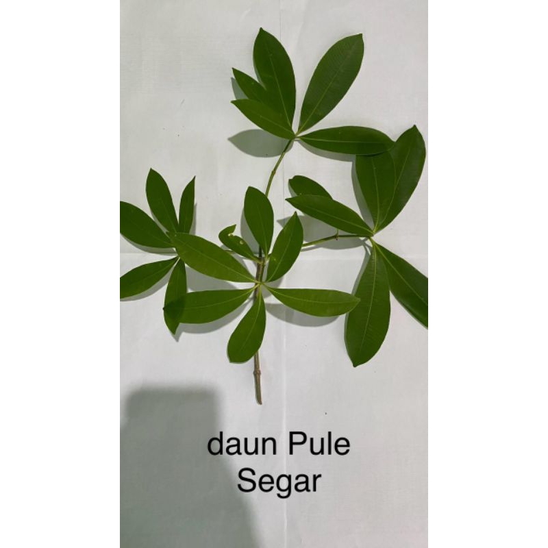 

daun pule segar
