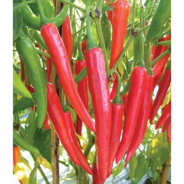 

Bisa COD!! cabe merah besar fresh langsung dari petani 1 kg