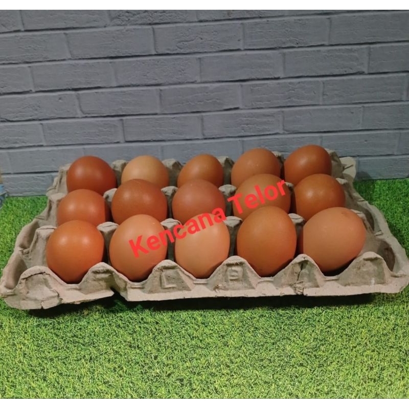 

TELUR AYAM NEGERI ISI 15 BUTIR