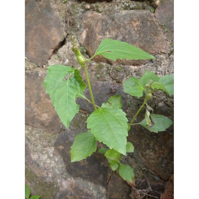 

Daun krinyu / daun krinyuh murah 100 lembar