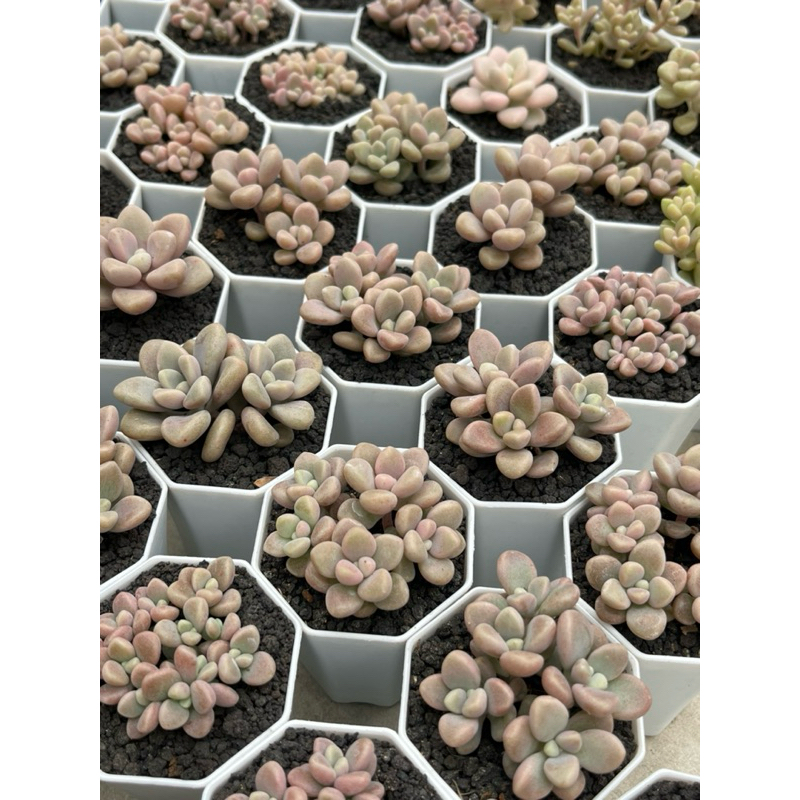 Sukulen Graptopetalum Ellen