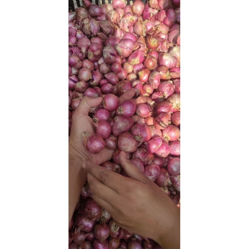 

bawang merah super 26rb per kg