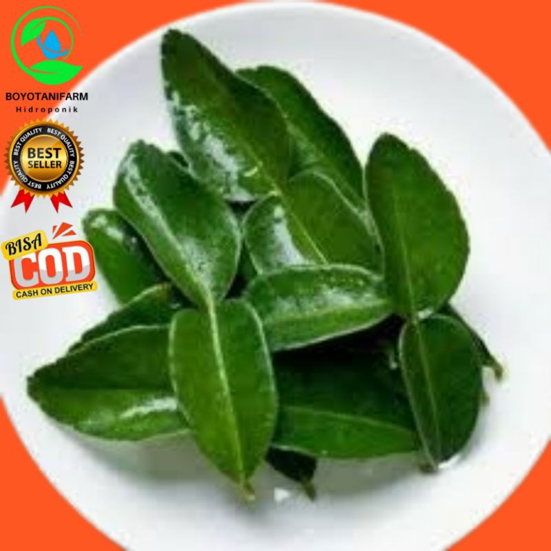 

daun jeruk fresh per pack