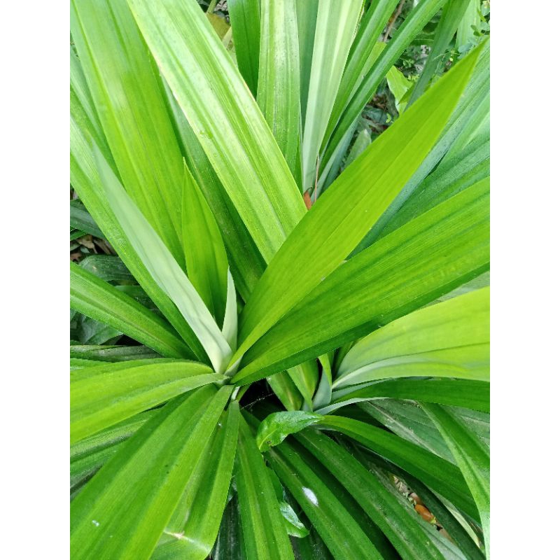 

Daun pandan segar 1 ikat