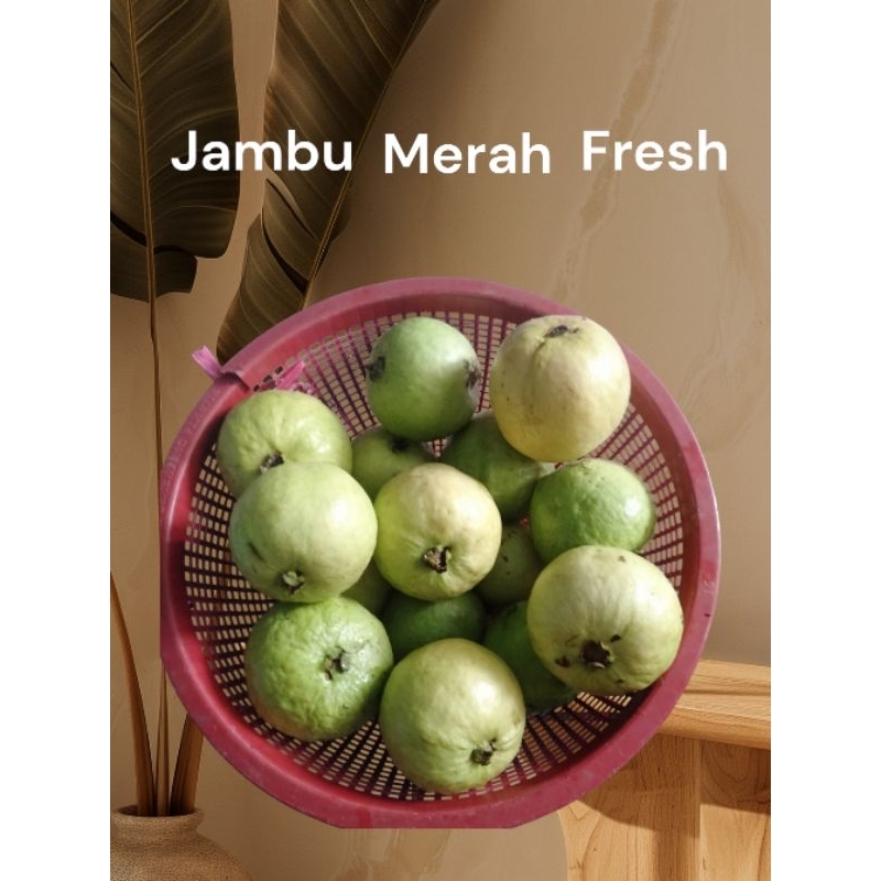 

jambu biji merah fresh 1kg original quality