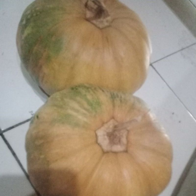 

waluh parang walo kuning buah labu kuning per kg