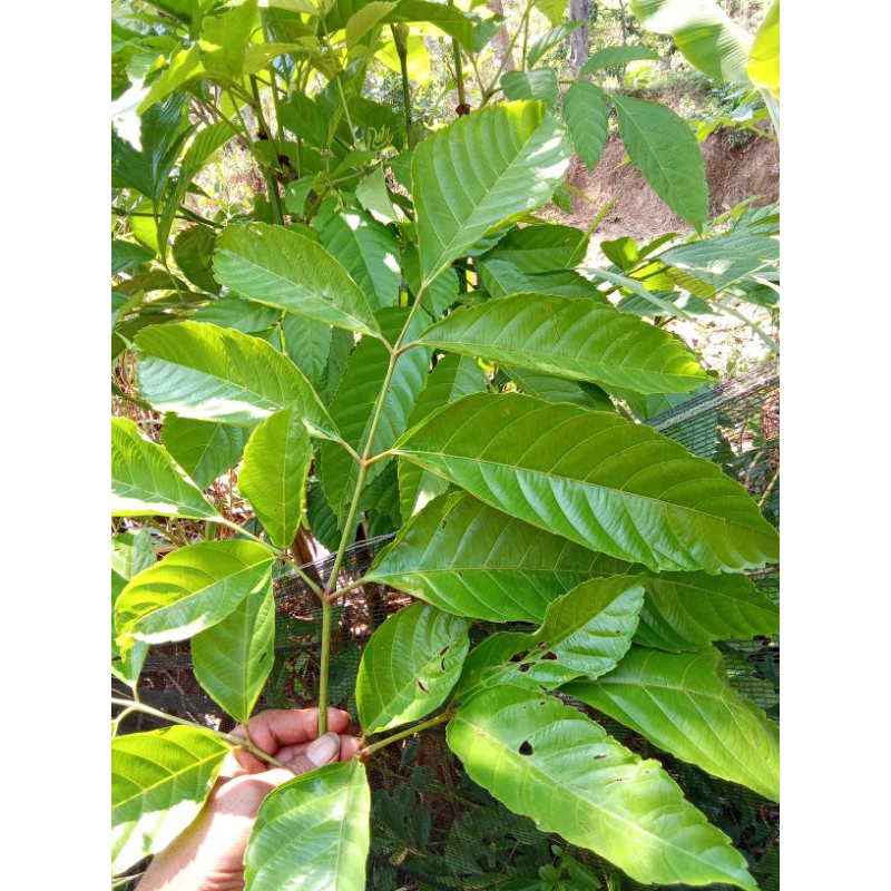 

daun girangsegar(250g)