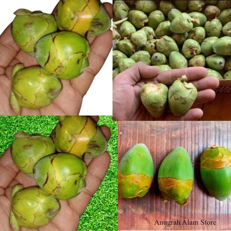 

Nala Kelapa,Tembuluk Kelapa Muda Fresh isi 12Buah Obat Herbal Diabetes/Kencing Manis