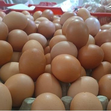 

Telur 500gr Super Coklat ddo
