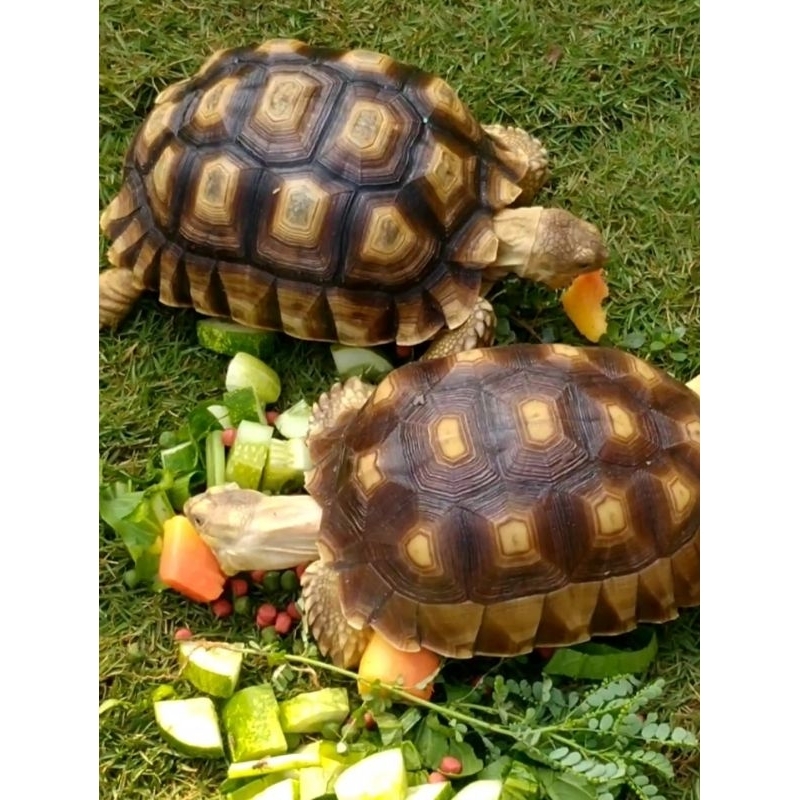 KurakuraSulcata 1 pasang 18cm jantan & Betina. sehat & lincah