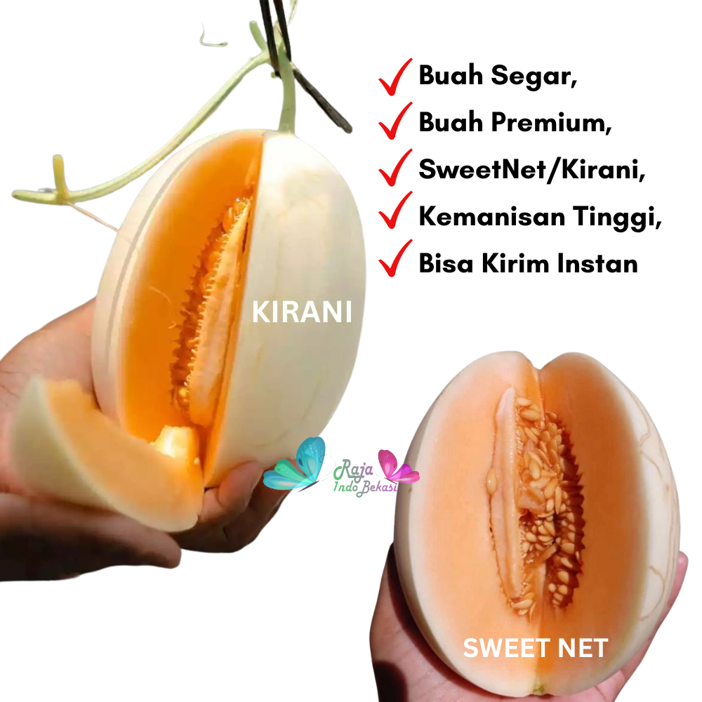 

BUAH PREMIUM Melon Sweet Net Kirani - Buah Segar Melon lebih dari melon Madu