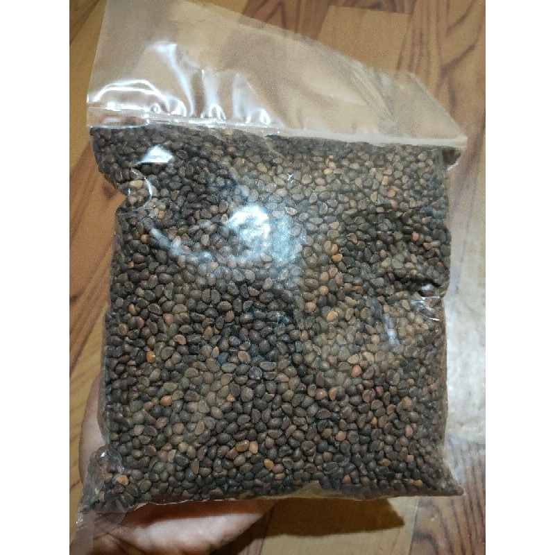 Bibit Kangkung Serimpi Daun Sempit Asli 500 Gram