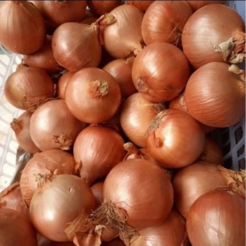 

bawang Bombay 50/60 1 kg
