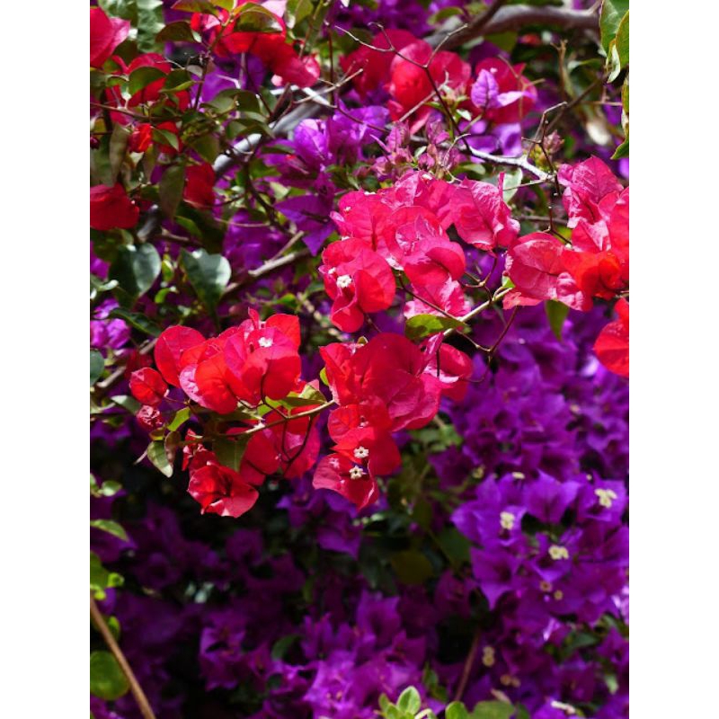 bibit bunga Bougenville import murah warna merah ungu tua