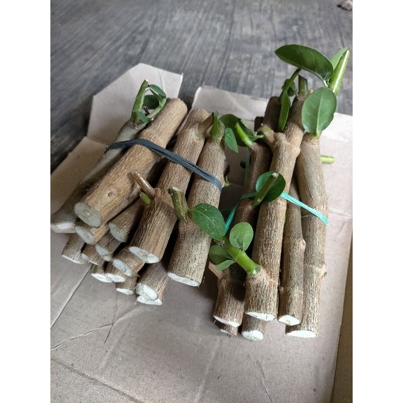 Paket 10 batang stek Sancang