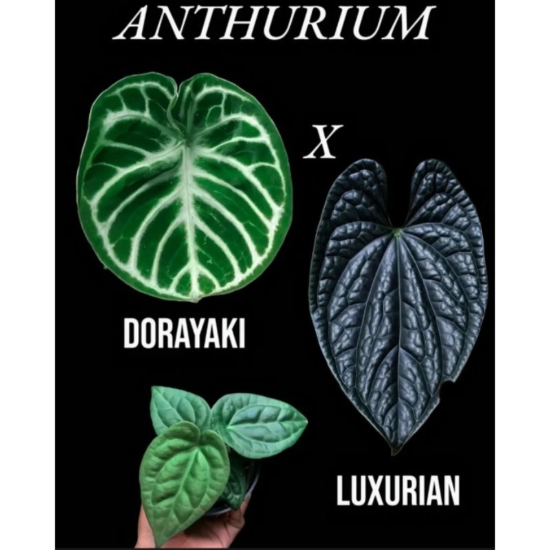 anthurium dorayaki x luxurians
