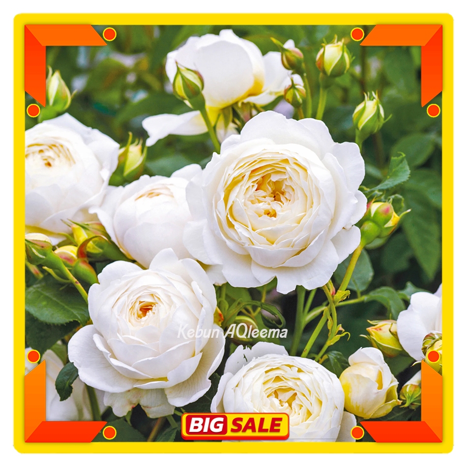 Mawar Import David Austin - Claire Austin Wangi